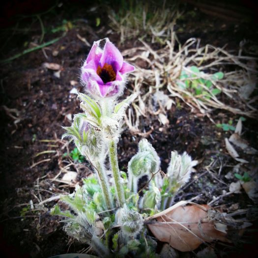 IMG_20170324_145240475