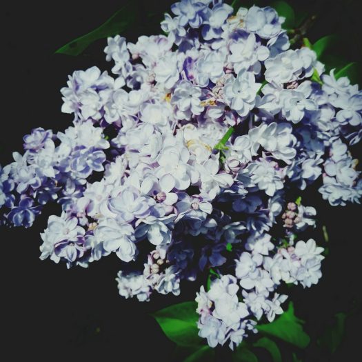 IMG_20170514_100902645