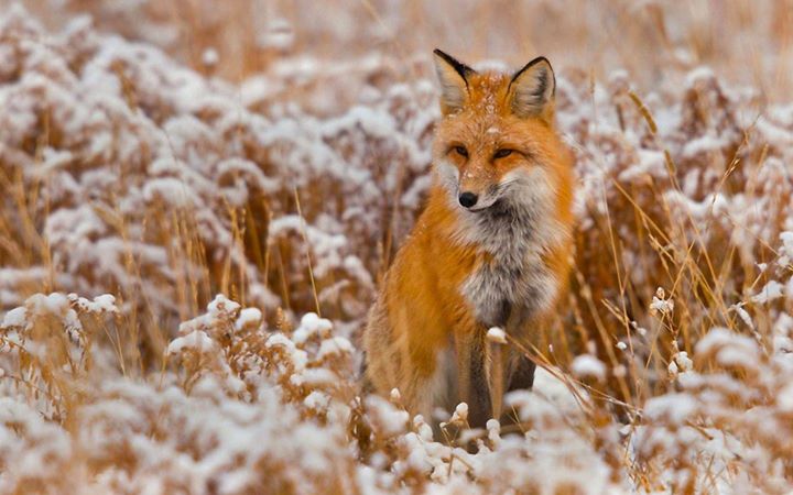 Foxy-Snow1